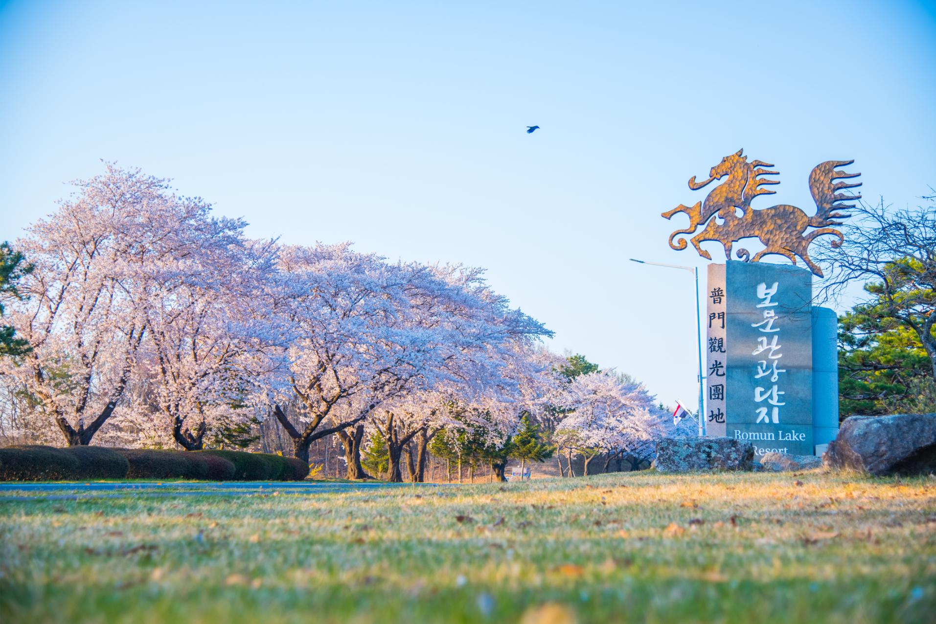 Gyeongju Cherry Blossom Day Tour from Busan - Photo 1 of 10